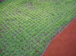 Gummistopfenplatte 1000x1000x65 rot Gummistopfenplatte 1000x1000x65 rot – Bild 7